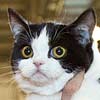 Ambercats Surprise-Surprise