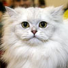Bajena Silver Cat