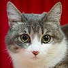 Barto A Don Xuk