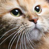 WW'07 Noora, DSM (cat. Nr. 1182 )