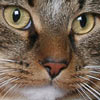 WW'07 Thunderstones I'm Wild One, DK (cat. Nr. 1166)