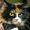 Calico