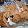 Orangecat&Filand*RUS Ofelia
