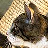 Freja