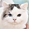 Orangecats&Filand*RUS Nelson