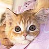 Something Cute